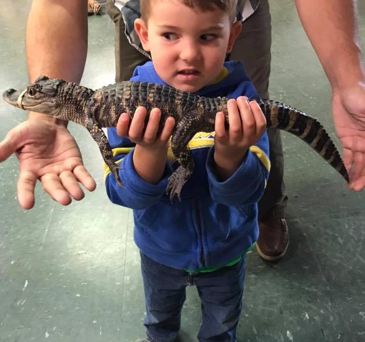 Holding an Alligator at Calusa Nature Center, Fort Myers