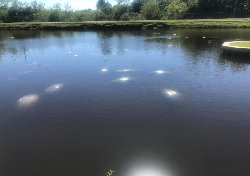 Manatee Park, Fort Myers, Florida