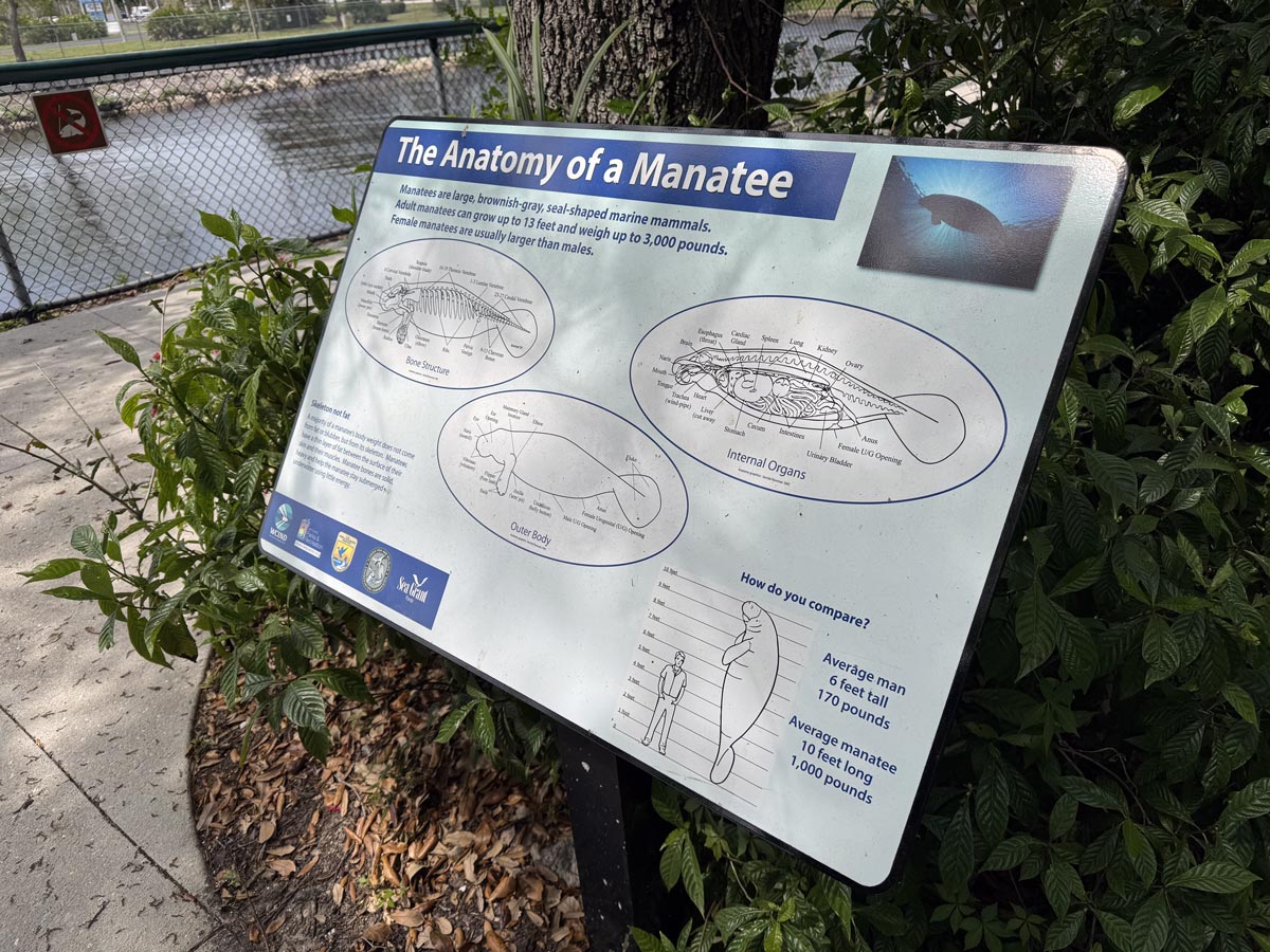 Learn about the anatomy of a manatee at Manatee Park, Fort Myers, Florida