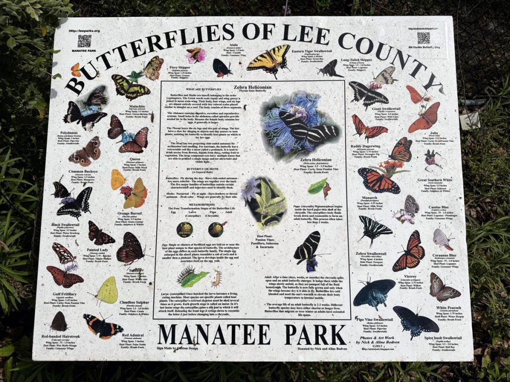 butterflies of Lee County available to be seen at Manatee Park