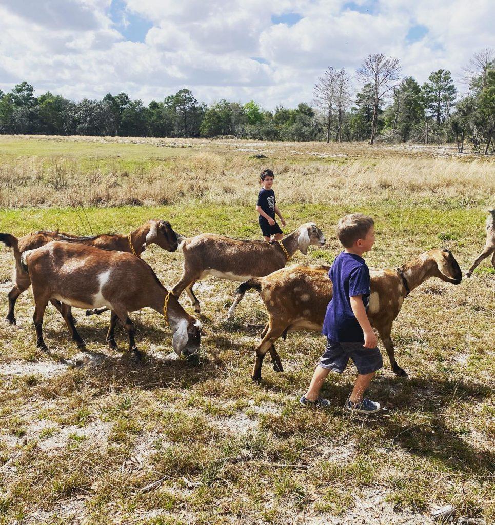 Goat Farm with Harvest Hosts Membership