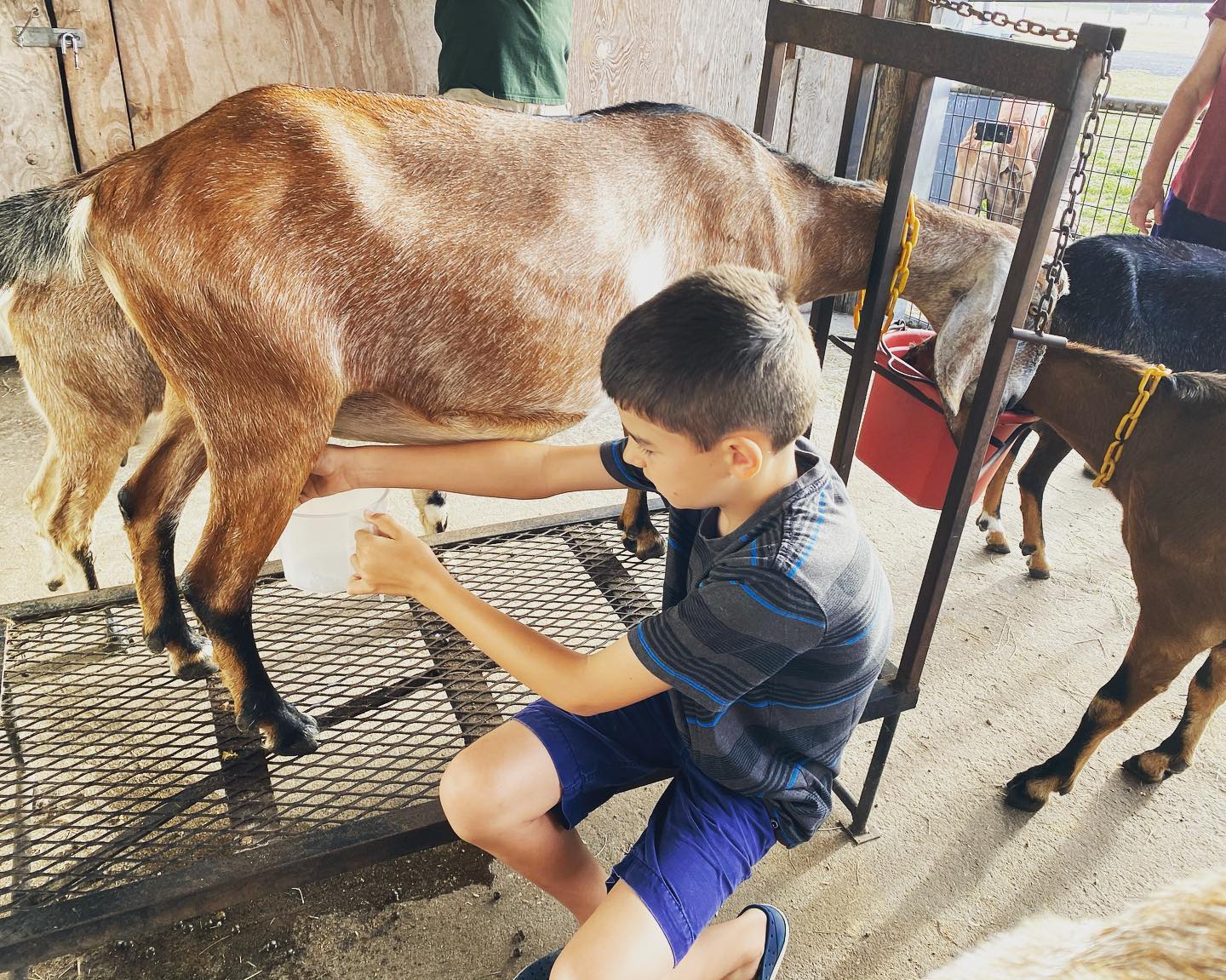 Milking a goat