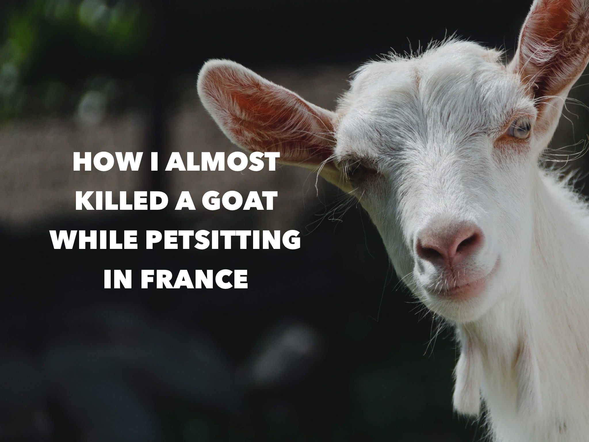 How I Almost Killed A Goat While Petsitting in France