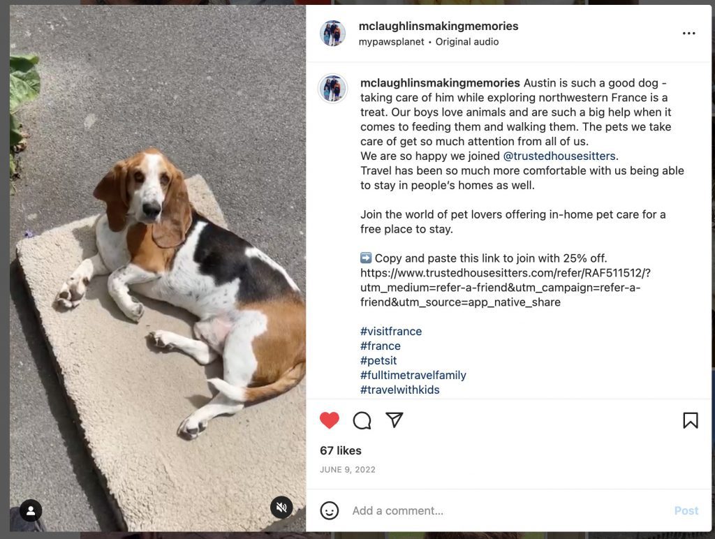Meet Austin the basset hound on Instagram