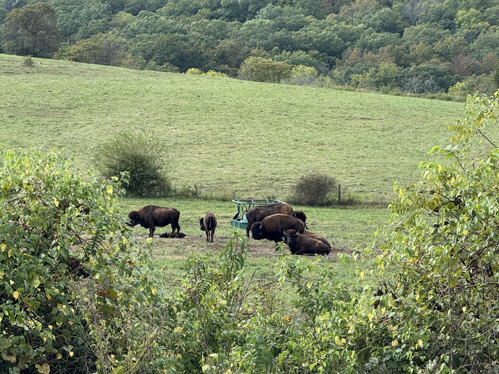 housesitting bison with trsuted housesitters