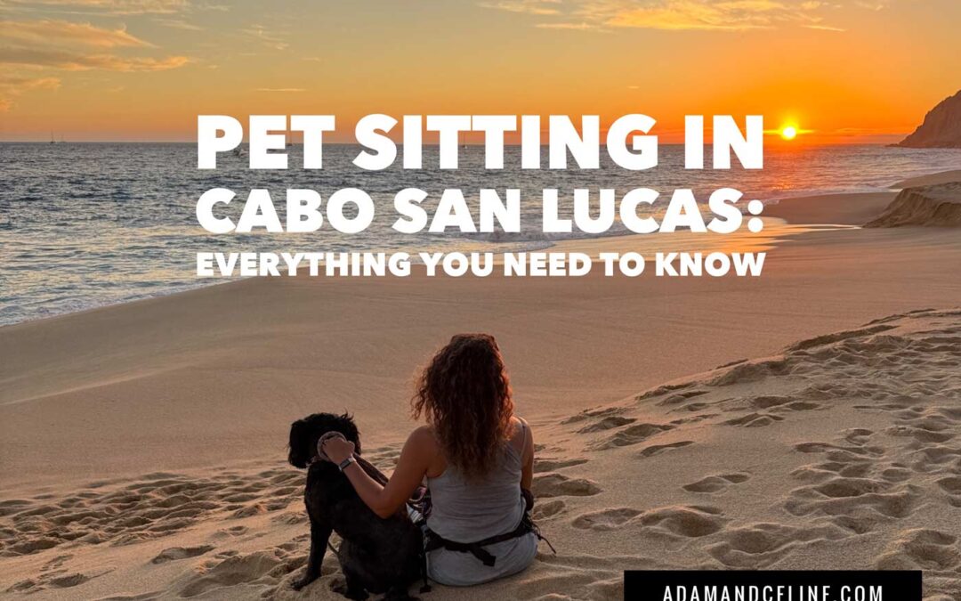 Petsitting in Cabo San Lucas