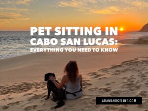 Petsitting in Cabo San Lucas