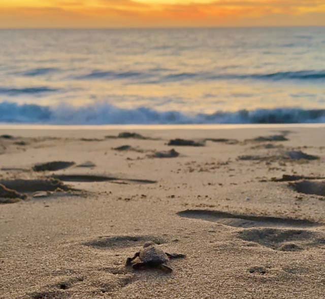 Sea turtle release in Todos Santos, Mexico