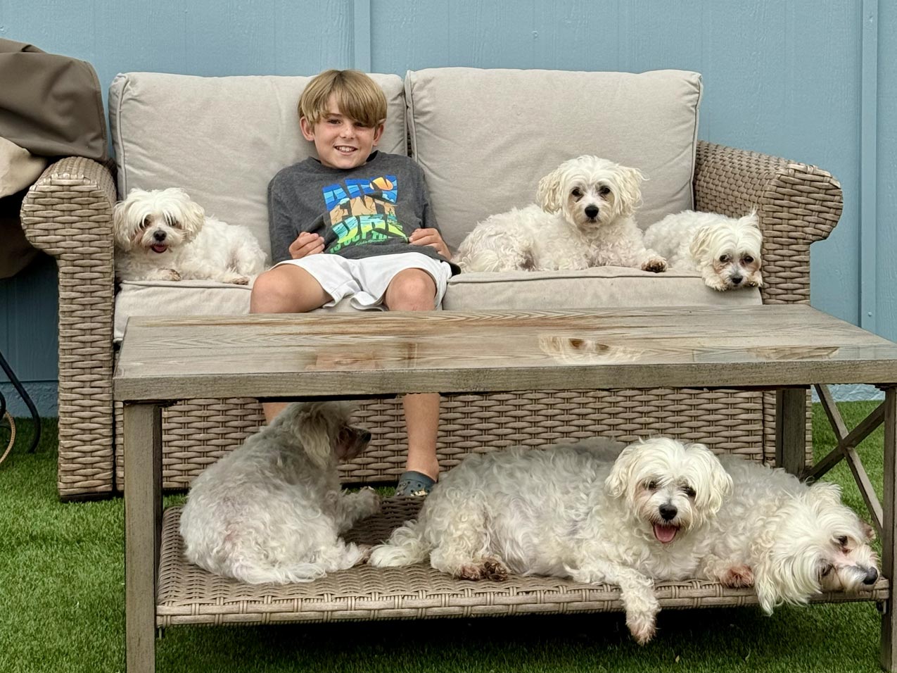 Housesitting near Honolulu on Oahu with 7 dogs