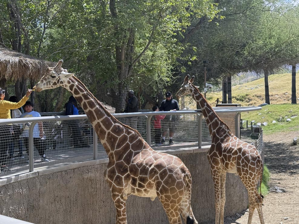 Feeding giraffes at Living Desert Zoo