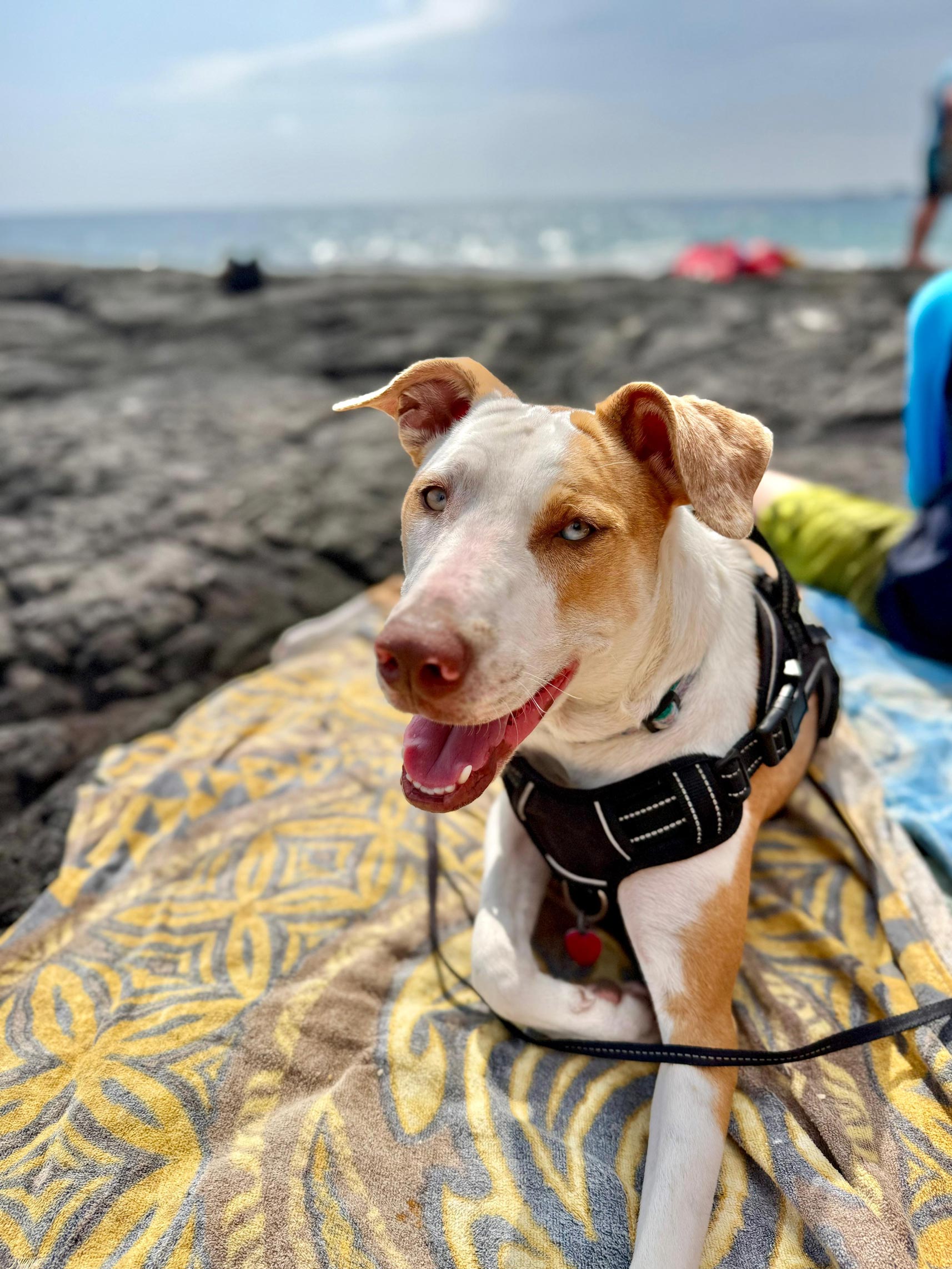 housesitting with a dog on the Big Island, Hawaii
