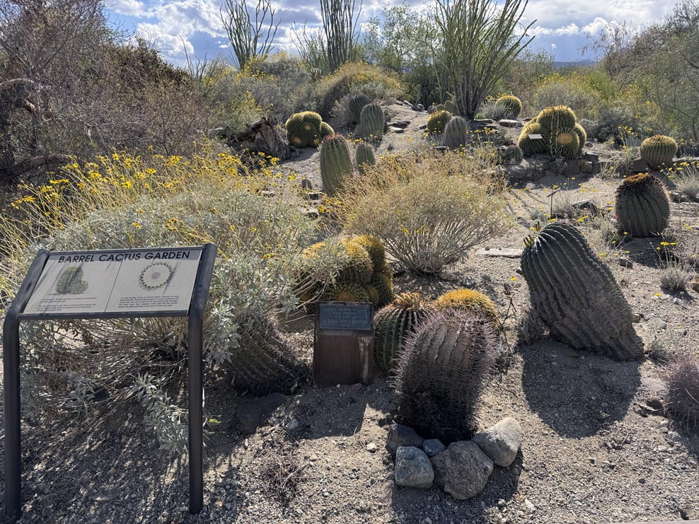Living Desert Cactus Garden