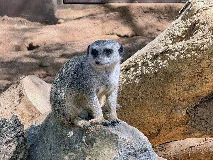 Meerkat at Living Desert Zoo