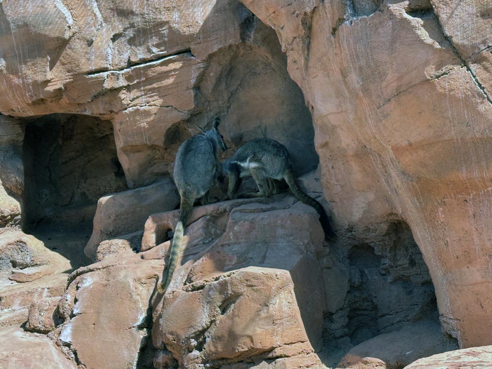 Seeing Wallabys at the Living Desert Zoo