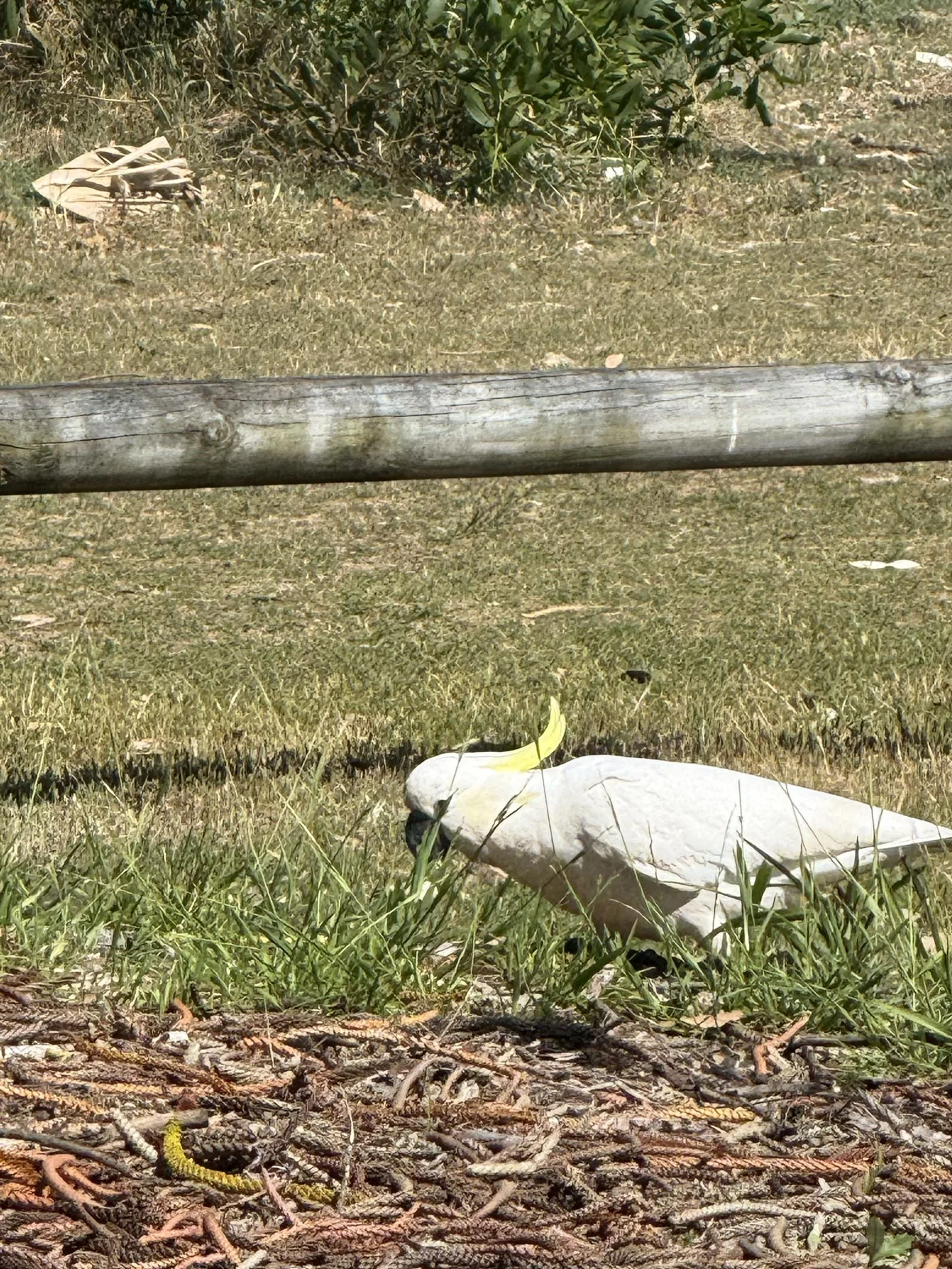White cockatoo in Australia