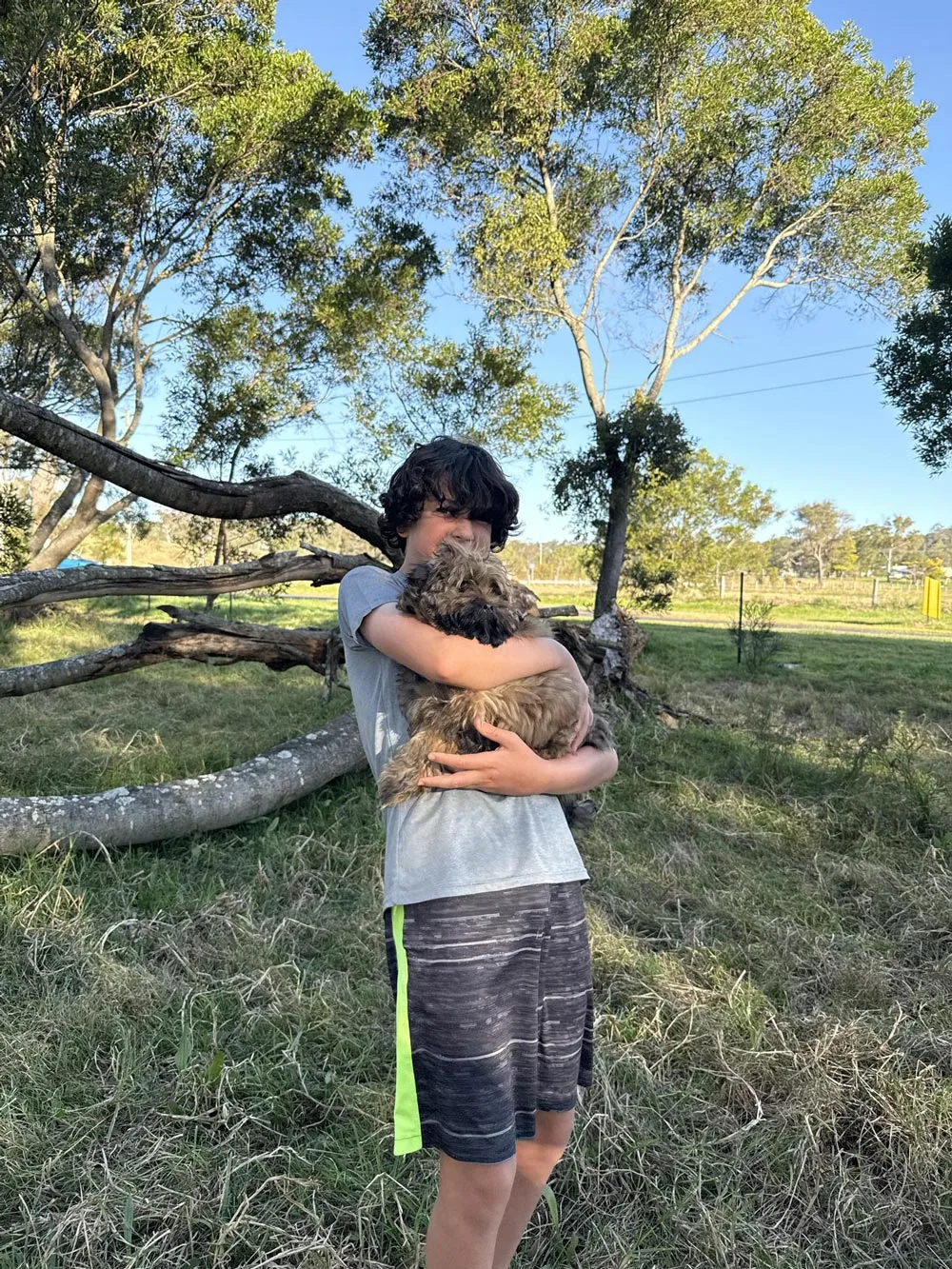 dog sitting in Australi