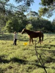 caring for a horse while petsitting in Australia