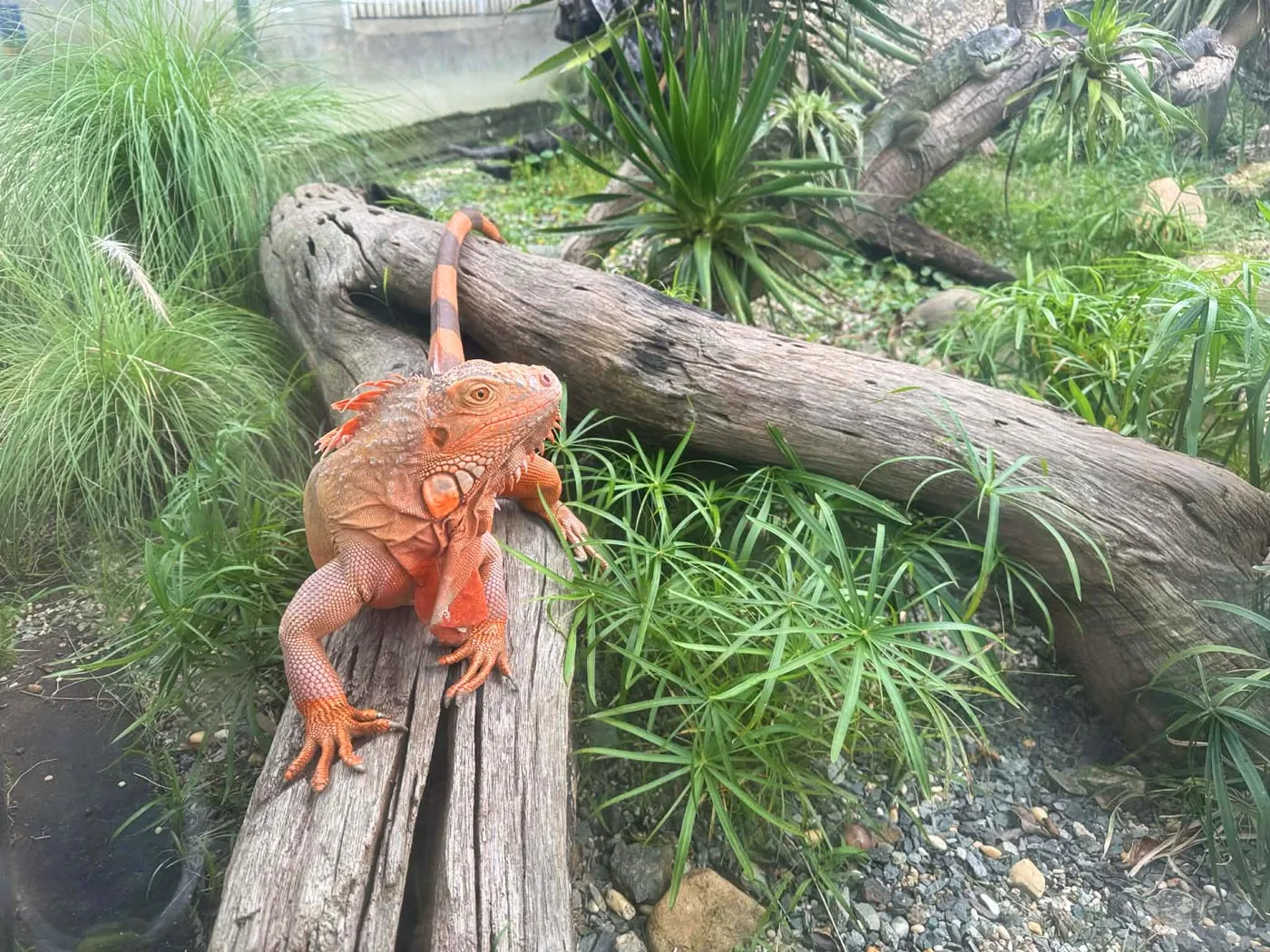 Iguanas at Mongoland, Dalat