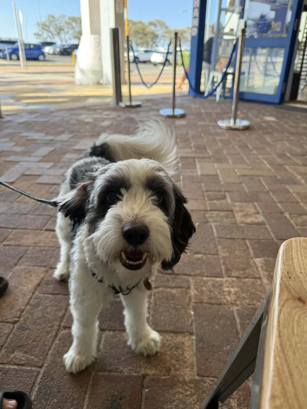 Housesitting in Hillarys